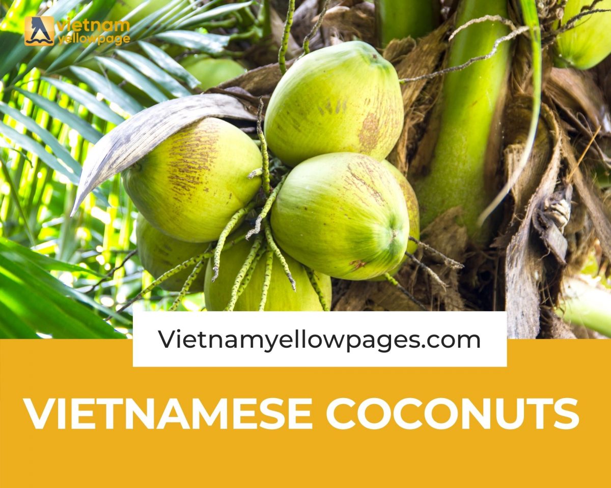 Vietnamese coconuts